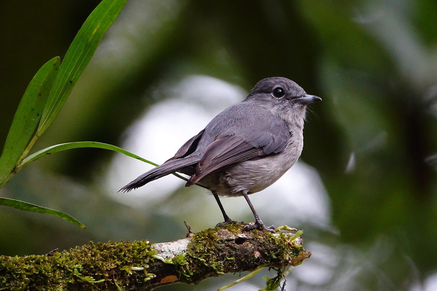 African Dusky Flycatcher