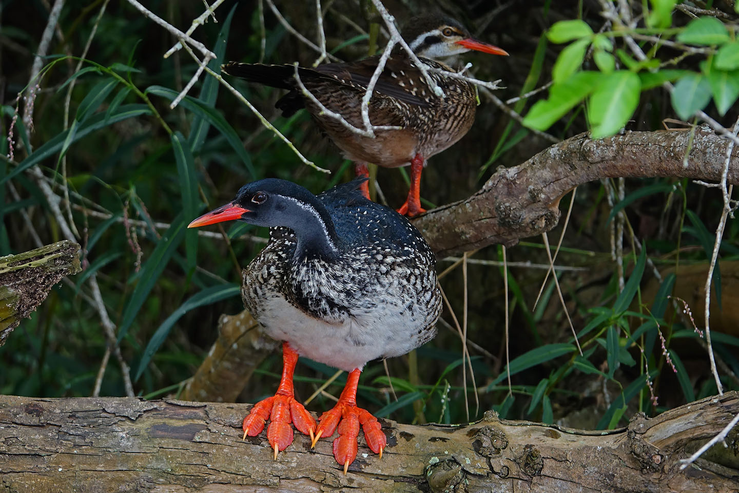 African Finfoot