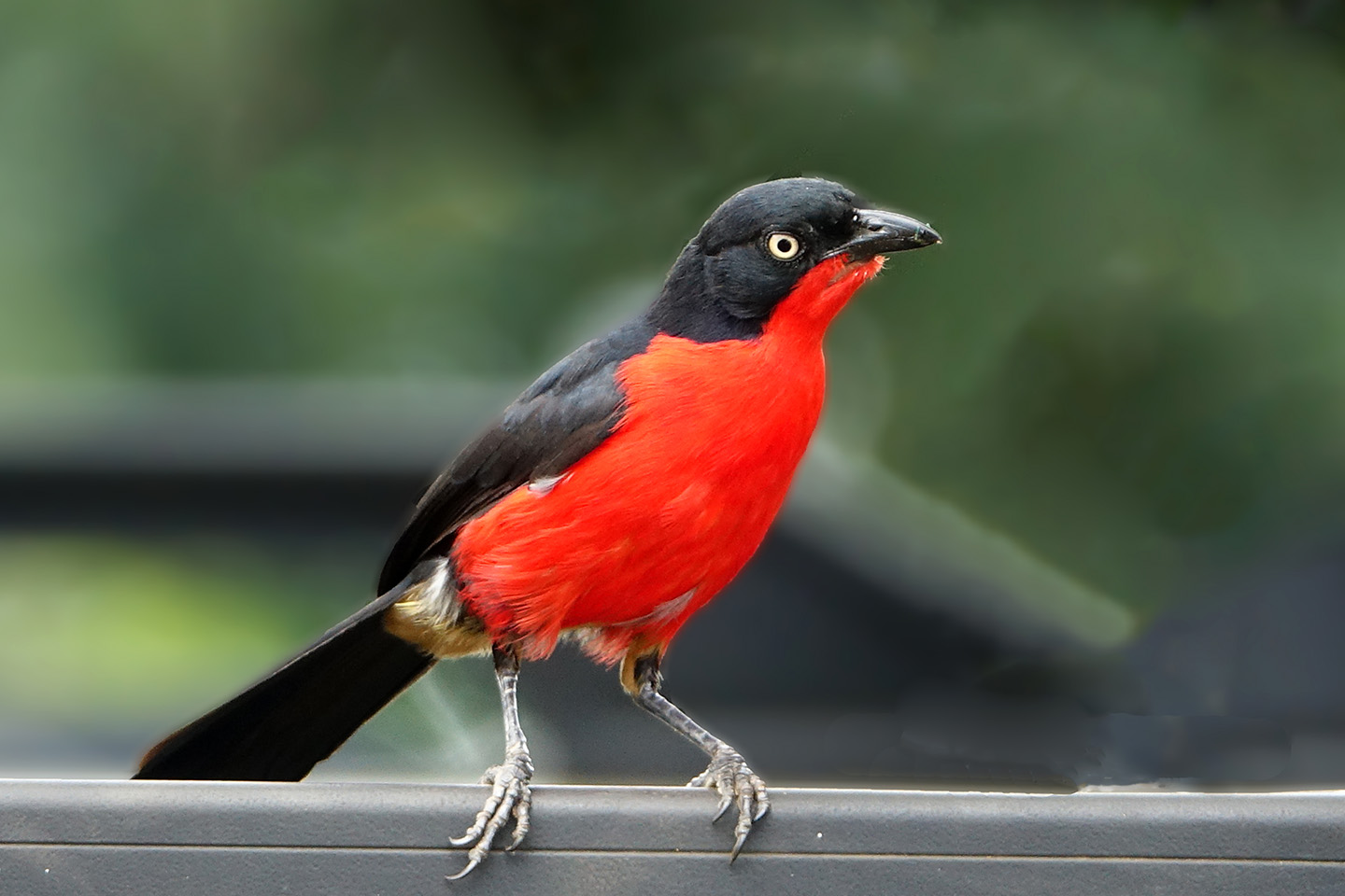 Black headed