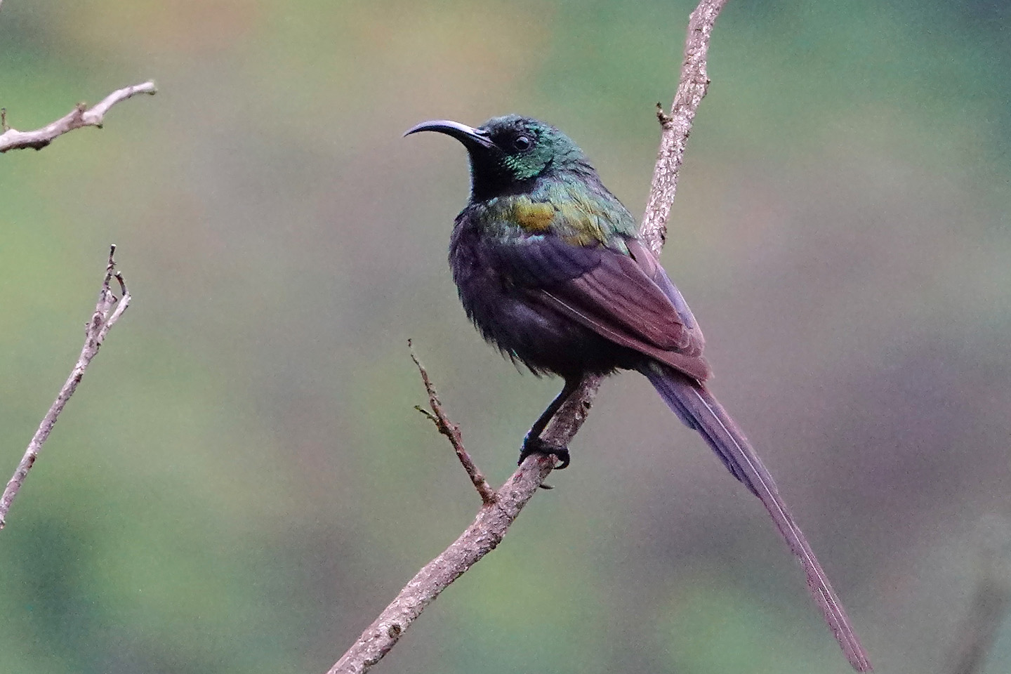 Bronze Sunbird