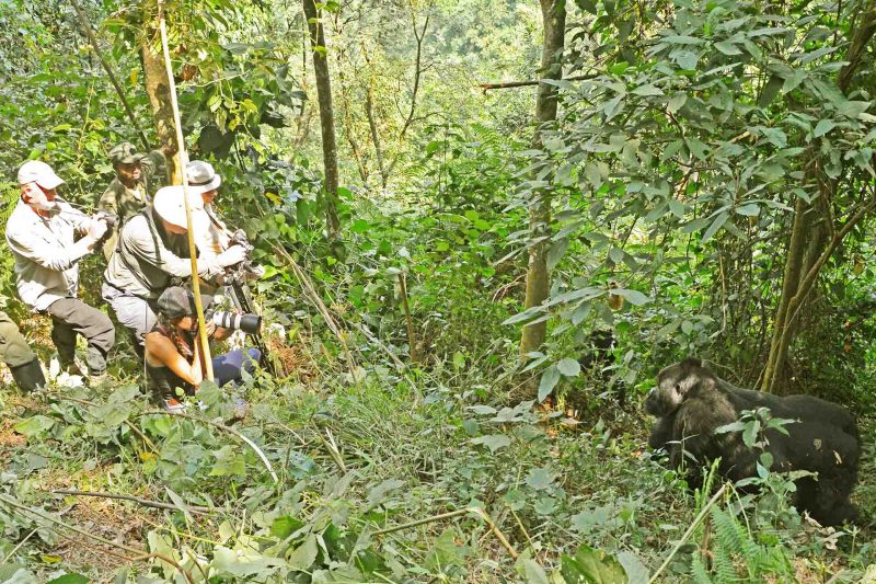 gorilla-tracking-best-done-in-uganda gorilla-tracking-best-done-in-uganda